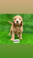 Bella, a female Miniature Goldendoodle for sale in San Diego, CA – 1 of 6