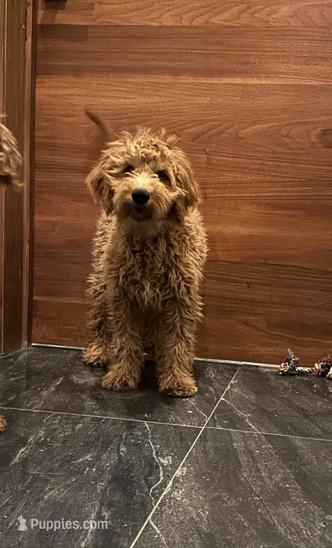 Kiko – Miniature Goldendoodle puppy for sale in San Diego, CA