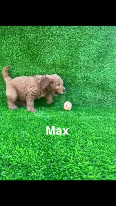 max, a male Miniature Goldendoodle for sale in San Diego, CA – 2 of 6