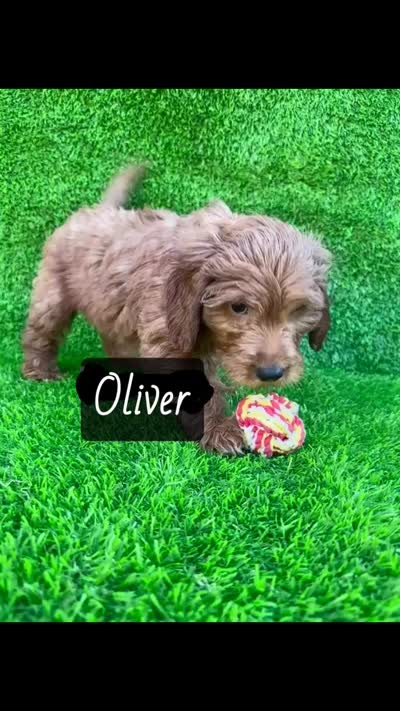 Oliver, a male Miniature Goldendoodle for sale in San Diego, CA – 2 of 6