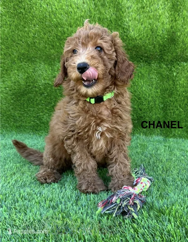 CHANEL – Miniature Goldendoodle puppy for sale in San Diego, CA