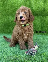CHANEL, a female Miniature Goldendoodle for sale in San Diego, CA – 1 of 3