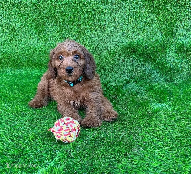 Aladdin – Miniature Goldendoodle puppy for sale in San Diego, CA