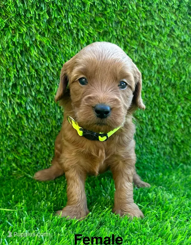 Bella – Miniature Goldendoodle puppy for sale in San Diego, CA