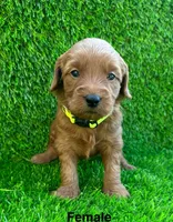 Bella, a female Miniature Goldendoodle for sale in San Diego, CA – 3 of 6