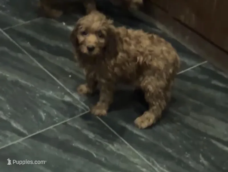 Moana – Miniature Goldendoodle puppy for sale in San Diego, CA