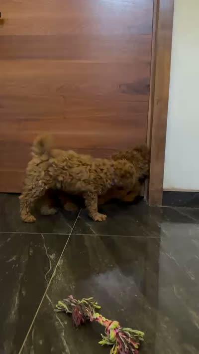 GIGI, a female Miniature Goldendoodle for sale in San Diego, CA – 2 of 3