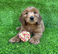Kiko, a male Miniature Goldendoodle for sale in San Diego, CA – 1 of 1