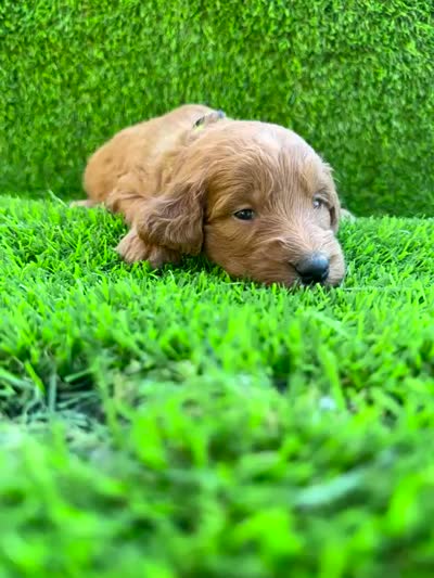 Bella, a female Miniature Goldendoodle for sale in San Diego, CA – 4 of 6