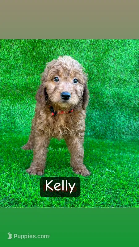 Kelly – Miniature Goldendoodle puppy for sale in San Diego, CA