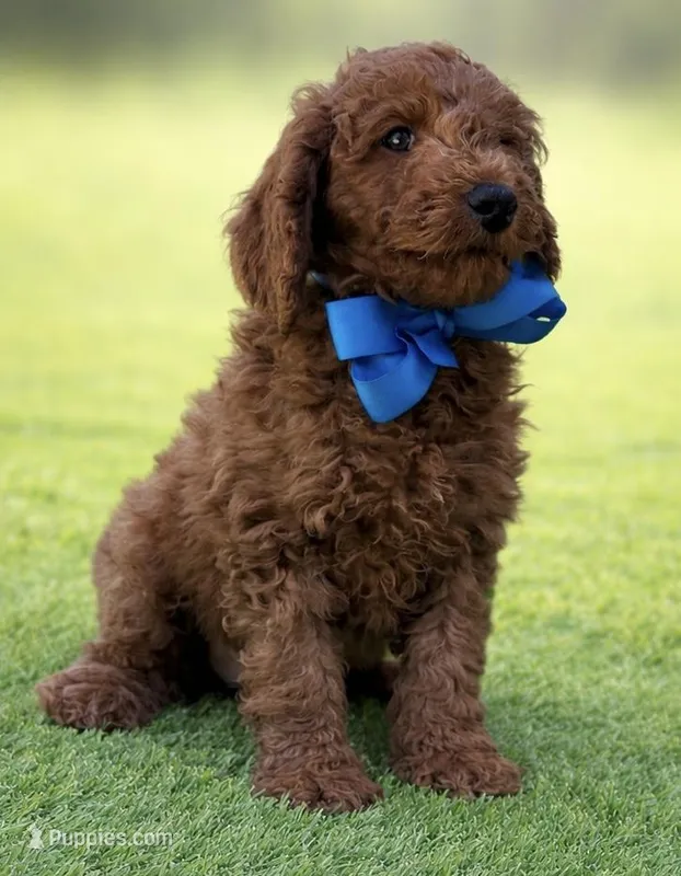 Milo – Miniature Goldendoodle puppy for sale in San Diego, CA