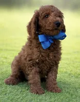 Milo, a male Miniature Goldendoodle for sale in San Diego, CA – Photo 1 of 3