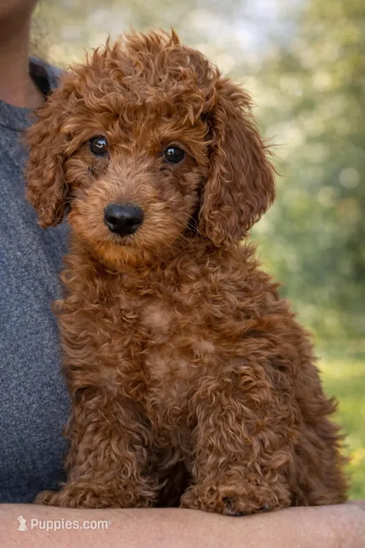 Milo – Miniature Goldendoodle puppy for sale in San Diego, CA