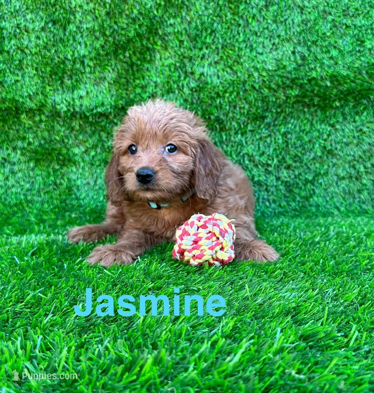 Jasmine – Miniature Goldendoodle puppy for sale in San Diego, CA