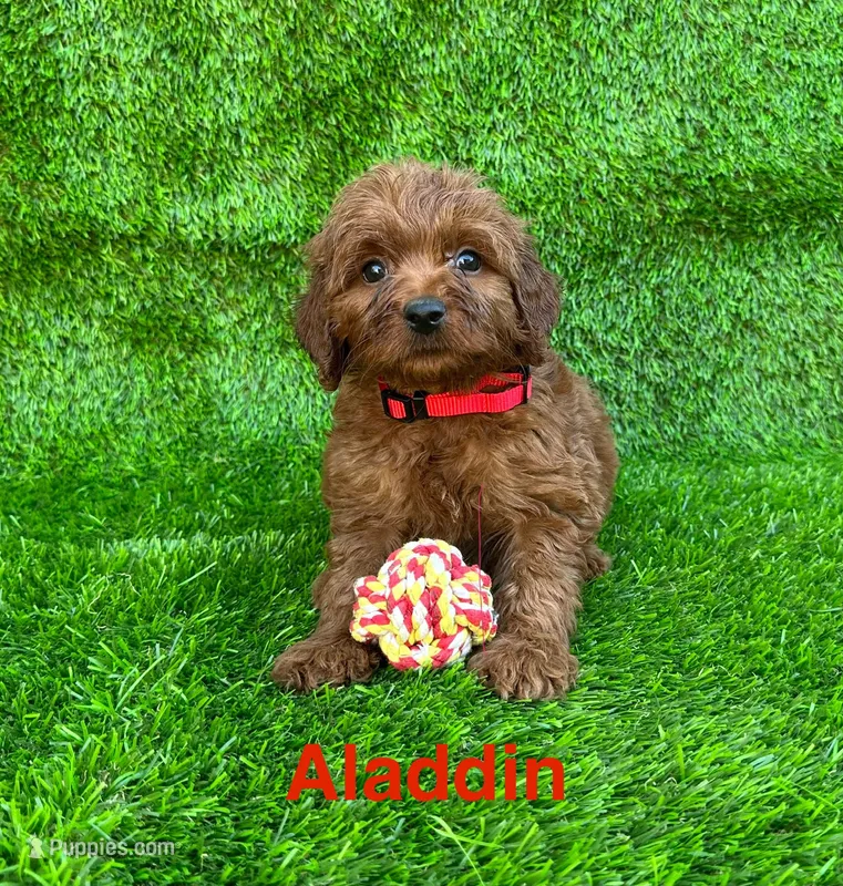 Aladdin – Miniature Goldendoodle puppy for sale in San Diego, CA
