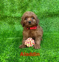 Aladdin, a male Miniature Goldendoodle for sale in San Diego, CA – 1 of 1