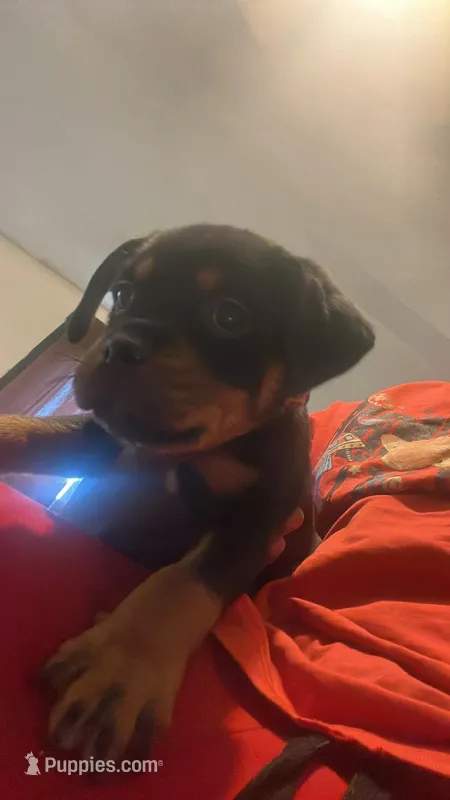 N/a – Rottweiler puppy for sale in Braddock, PA