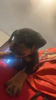 N/a, a male Rottweiler for sale in Braddock, PA – 1 of 10
