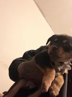 N/a, a male Rottweiler for sale in Braddock, PA – 3 of 10