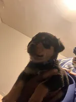 N/a, a male Rottweiler for sale in Braddock, PA – 6 of 10