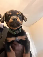 N/a, a male Rottweiler for sale in Braddock, PA – 2 of 10