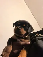 N/a, a male Rottweiler for sale in Braddock, PA – 4 of 10