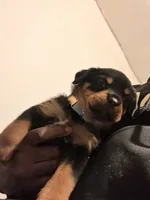 N/a, a male Rottweiler for sale in Braddock, PA – 5 of 10