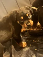 N/a, a male Rottweiler for sale in Braddock, PA – 8 of 10
