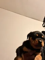 N/a, a male Rottweiler for sale in Braddock, PA – 9 of 10