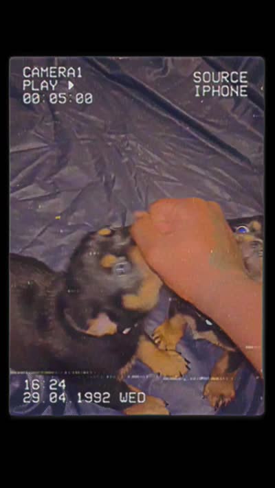 N/a, a male Rottweiler for sale in Braddock, PA – 10 of 10