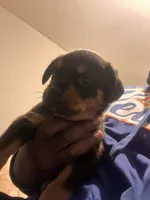 N/a, a male Rottweiler for sale in Braddock, PA – 7 of 10