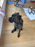 Damu, a male Cane Corso for sale in Los Angeles, CA – 2 of 5