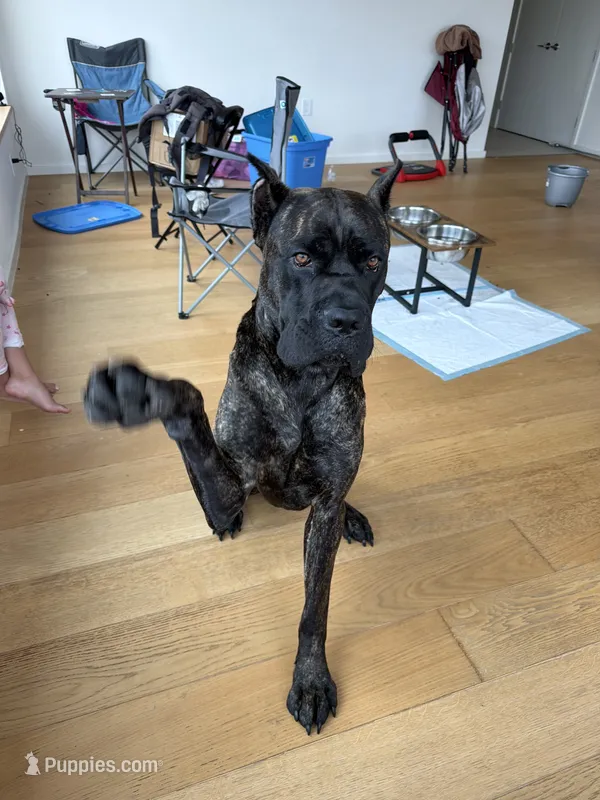 Damu – Cane Corso puppy for sale in Los Angeles, CA