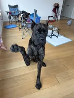 Damu, a male Cane Corso for sale in Los Angeles, CA – 1 of 5