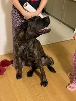 Damu, a male Cane Corso for sale in Los Angeles, CA – 5 of 5