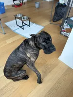 Damu, a male Cane Corso for sale in Los Angeles, CA – 3 of 5