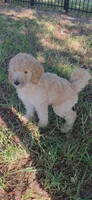 Peanut, a male Goldendoodle for sale in Summerfield, FL – 2 of 4