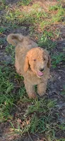 Sally, a female Goldendoodle for sale in Summerfield, FL – 2 of 2