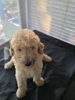 Peanut, a male Goldendoodle for sale in Summerfield, FL – 4 of 4