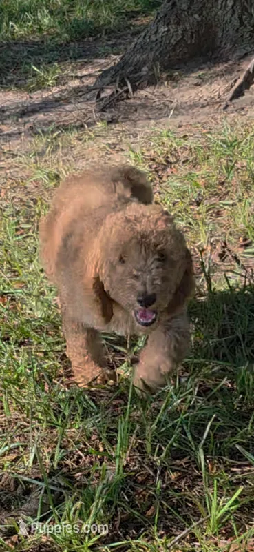 Winnie – Goldendoodle puppy for sale in Summerfield, FL