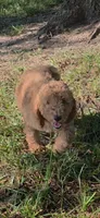 Winnie, a female Goldendoodle for sale in Summerfield, FL – 1 of 3