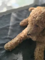 Winnie, a female Goldendoodle for sale in Summerfield, FL – 3 of 3