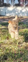 Peanut, a male Goldendoodle for sale in Summerfield, FL – 3 of 4