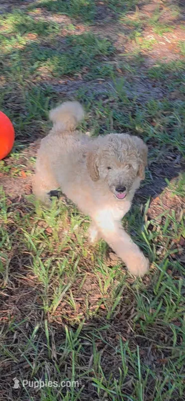 Peanut – Goldendoodle puppy for sale in Summerfield, FL