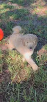 Peanut, a male Goldendoodle for sale in Summerfield, FL – 1 of 4