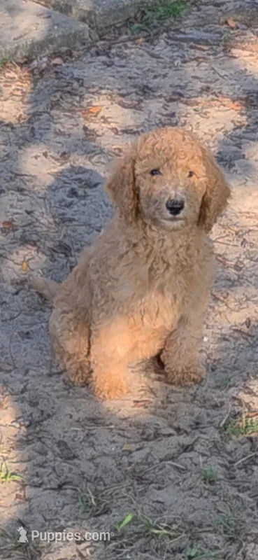 Sally – Goldendoodle puppy for sale in Summerfield, FL