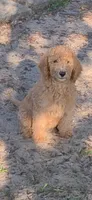 Sally, a female Goldendoodle for sale in Summerfield, FL – 1 of 2