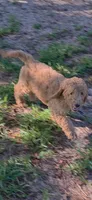 Winnie, a female Goldendoodle for sale in Summerfield, FL – 2 of 3
