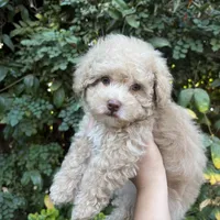 Toy poodle, a male Poodle - Toy  for sale in Delano, CA – 3 of 7