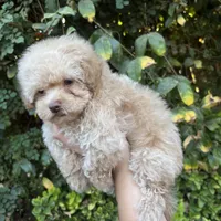 Toy poodle, a male Poodle - Toy  for sale in Delano, CA – 2 of 7